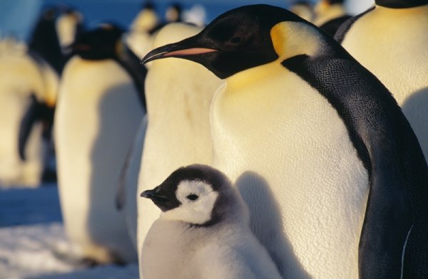 Emperor penguins of Antarctica Be amazed by the beautiful Emperor penguins colony