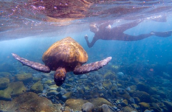 Snorkeling with Pacific Green Sea Turtle off the island of Isabela, Galapagos Islands Snorkeling with Pacific Green Sea Turtle off the island of Isabela, Galapagos Is