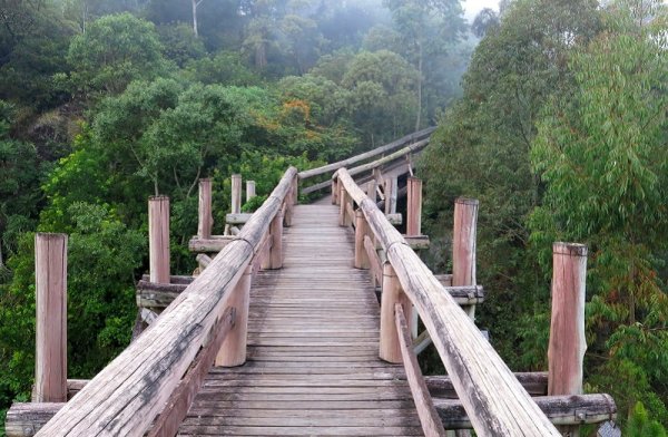 Amazon elevated trail path ecotourism forest, Brazil Amazon elevated trail path ecotourism forest, Brazil