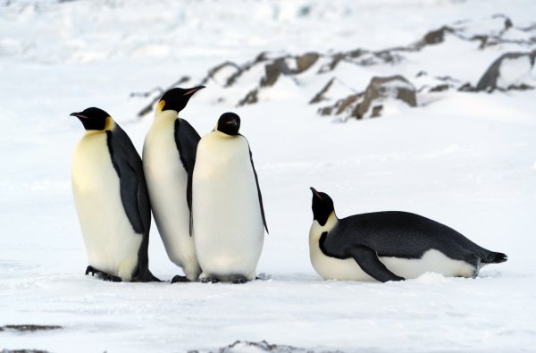 King Penguins penguins