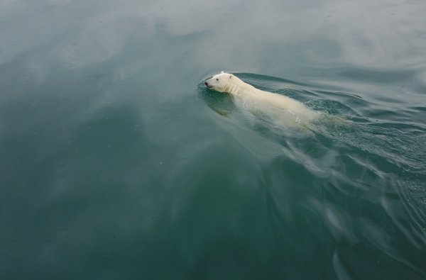 Polar bear swimming in the Arctic Ocean. Wrangel Island Polar bear swimming in the Arctic Ocean. Wrangel Island