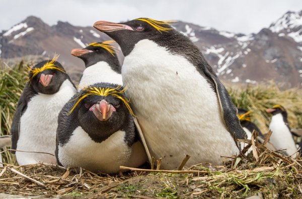 Macaroni penguin, Antarctica Macaroni penguin, Antarctica