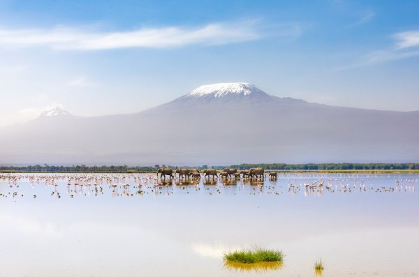 Animal migrations, herd of Elephants walking across the foreground Animal migrations, herd of Elephants walking across the foreground