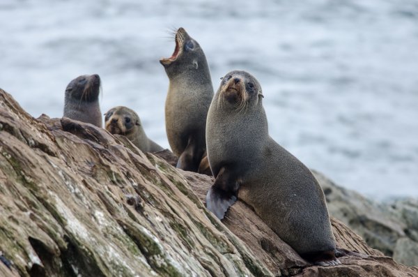 Point Munning Seal Colony Chathams fur seals