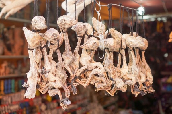 Markets in South America Llama fetuses at the Witches Markets, La Paz, Bolivia