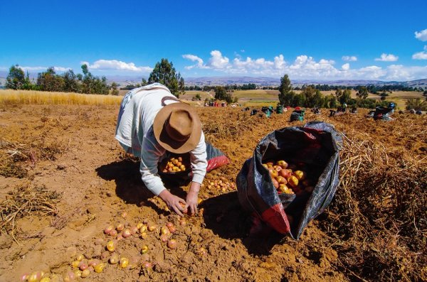 Locals working on a farm in South America Locals working on a farm in South America