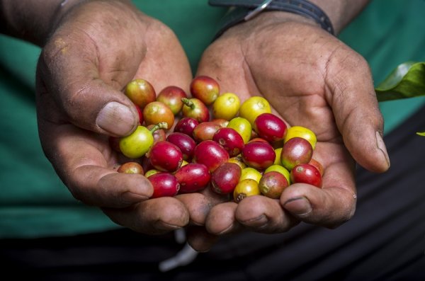 Coffee beans in their raw form in Peru Coffee beans in their raw form in Peru