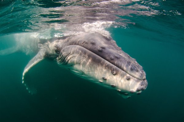 Animal migrations, a humpback whale calf swims in the Indian Ocean Animal migrations, a humpback whale calf swims in the Indian Ocean
