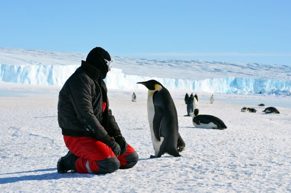 Emperor Penguin in Peninsula, Antarctica Emperor Penguin in Peninsula, Antarctica