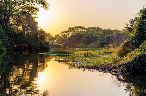 Pantanal Landscape, Brazil Pantanal Landscape, Brazil