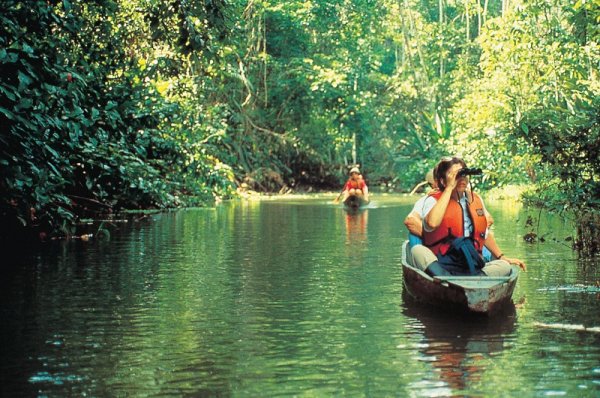 Wildlife watching in Amazon Jungle in Ecuador Wildlife watching in Amazon Jungle in Ecuador