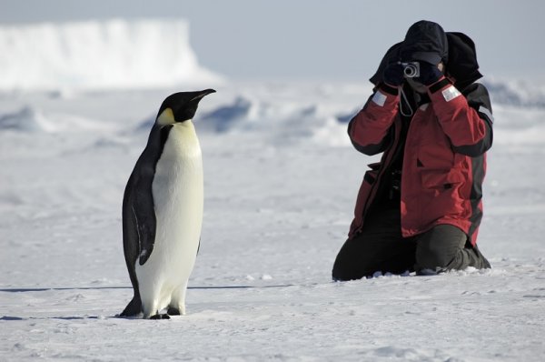 Responsible Viewing of Wildlife Antarctica Wildlife Penguins 23 800
