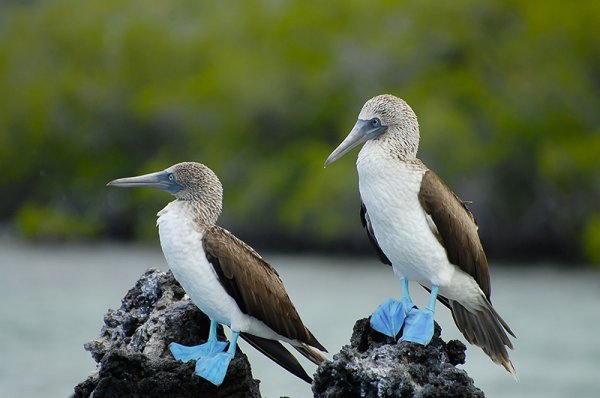 Blue-footed Boobies Blue foot bird