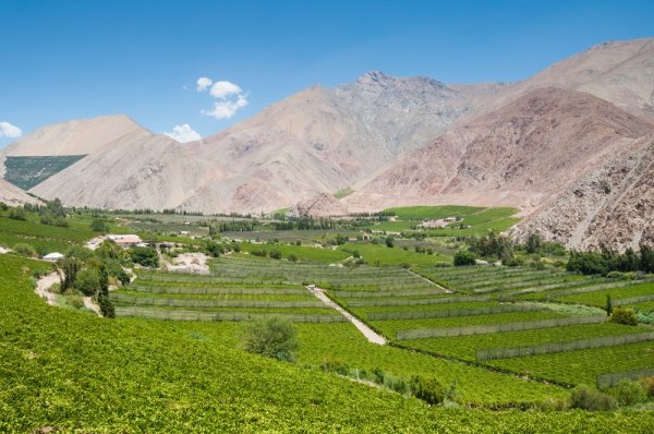 Elqui valley vineyards Elqui valley vineyards