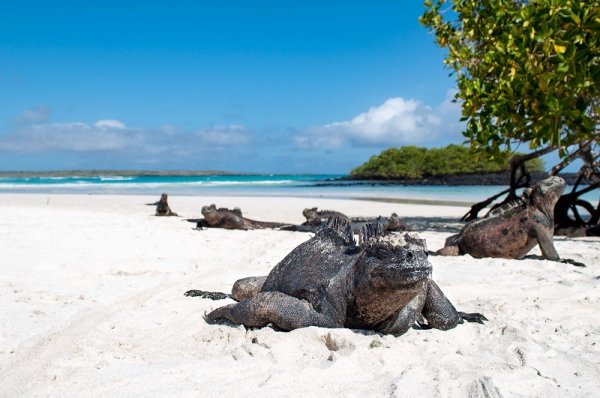 Marine Iguana taking a nap on an Island beach in the Galapagos Marine Iguana taking a nap on an Island beach in the Galapagos