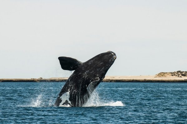 Whale jumping out of the water in Valdes Peninsula, Argentina Whale jumping out of the water in Valdes Peninsula, Argentina