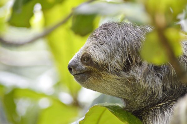 Sloth climbing a tree in the Amazon Rainforest, Costa Rica Sloth climbing a tree in the Amazon Rainforest, Costa Rica