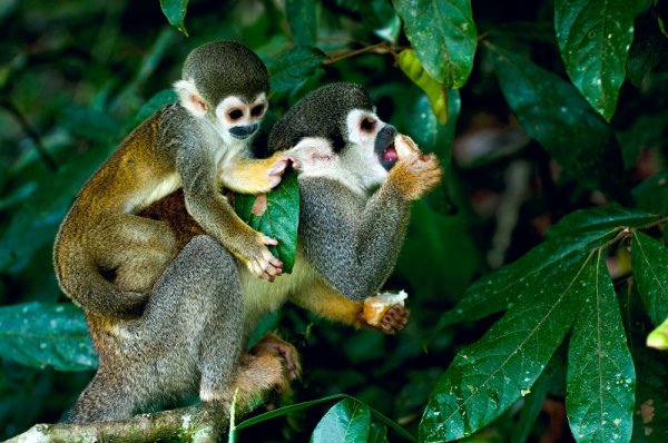 Squirrel Monkey in Amazon Rainforest Squirrel Monkey in Amazon Rainforest