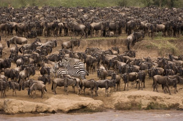 Blue wildebeest and Burchell’s Zebras or Plains Zebras crossing the Mara River East Africa widlife