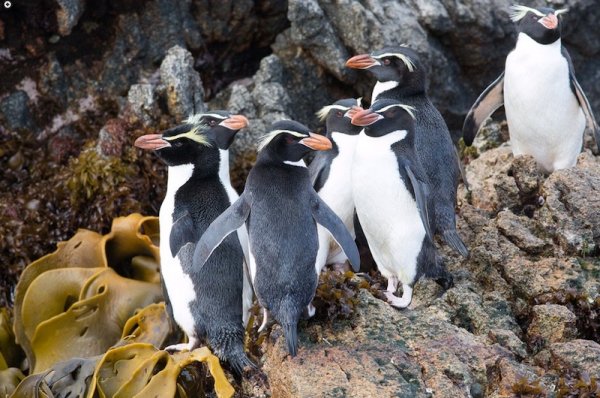 Penguin Sighting SubAntarcticIslands2