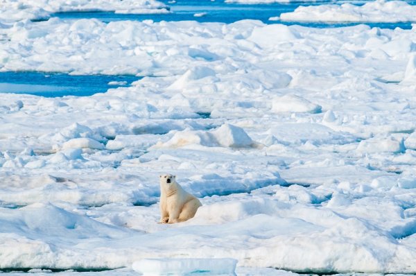Polar bear sitting on the ice pack in the Arctic Circle Polar bear sitting on the ice pack in the Arctic Circle