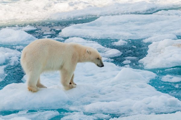 Large polar bear walking on the ice pack in the Arctic Circle Large polar bear walking on the ice pack in the Arctic Circle