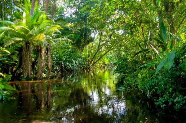 Amazon Jungle Yasuni, Ecuador Amazon Jungle Yasuni, Ecuador