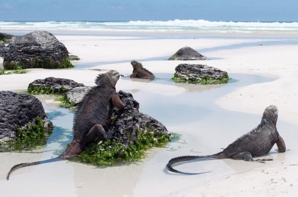 Galapagos Marine Iguanas, Santa Cruz Island Galapagos Marine Iguanas, Santa Cruz Island