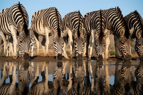 The classic African ‘sundowner’ A line of zebras drinking at a water hole in South Africa