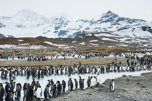 Penguin colony in South Georgia Penguin colony in South Georgia