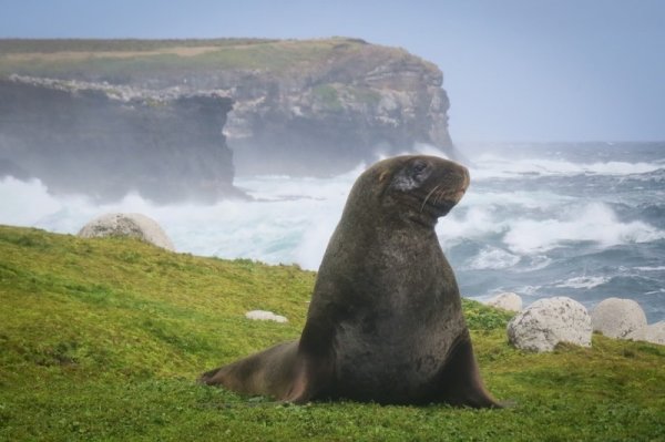 Explore Wildlife in the Sub Antarctic Island SubAntarcticIslands