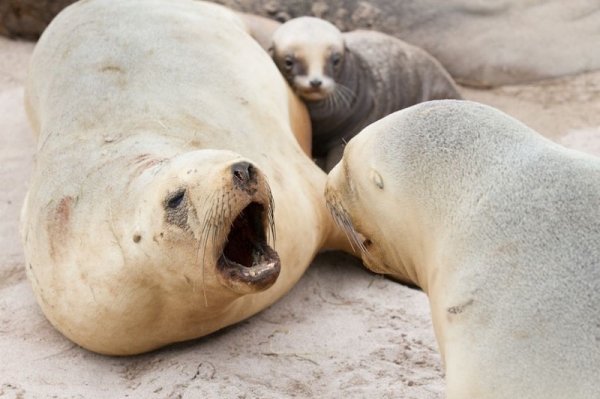 Seal Sighting SubAntarcticIslands3