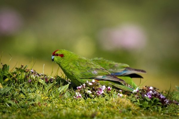 Bird Sightings SubAntarcticIslands4