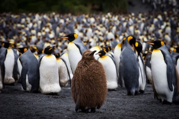 King Penguins SubAntarcticIslands7
