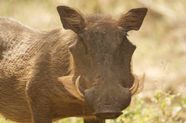 Warthog during the dry season Warthog during the dry season