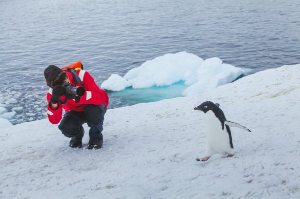 Responsible wildlife viewing in Antarctica antarctica travel agent meeting penguin