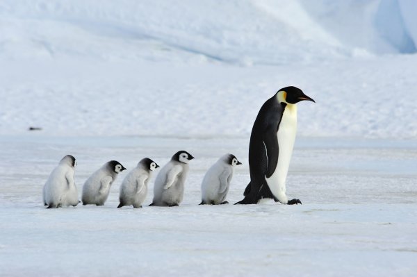 best Antarctica cruise, Emperor penguin chicks on the move best Antarctica cruise, Emperor penguin chicks on the move