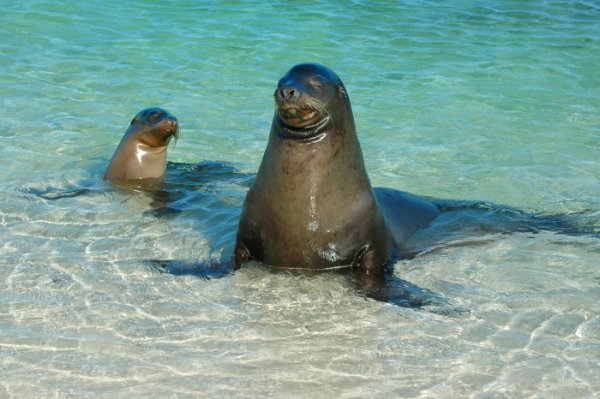 Sea Lion mother and pup at Genovesa Island in the Galapagos Sea Lion mother and pup at Genovesa Island in the Galapagos