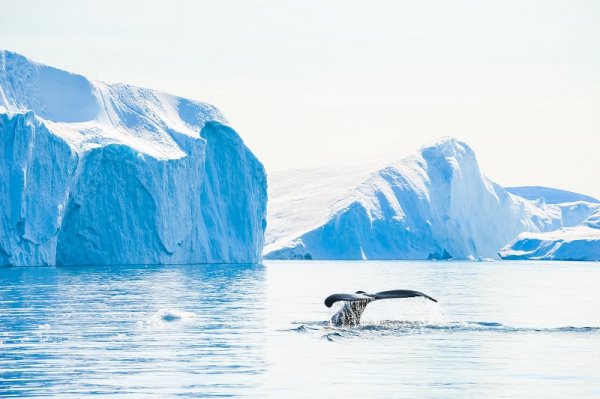 Humpback whale near the icebergs in Ilulissat icefjord, Greenland Humpback whale near the icebergs in Ilulissat icefjord, Greenland