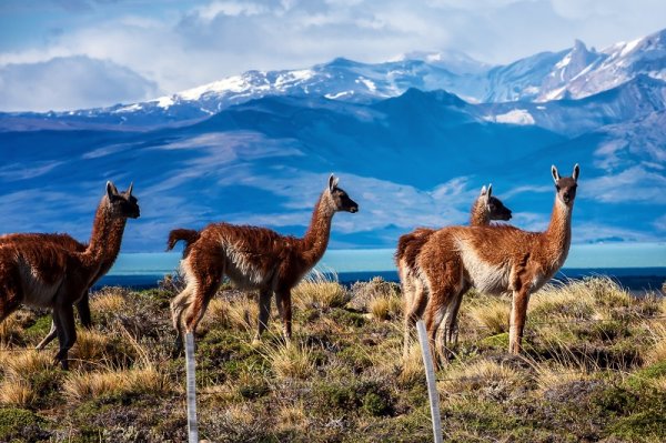 Guanacos on a mountain hill, Patagonia Guanacos on a mountain hill, Patagonia