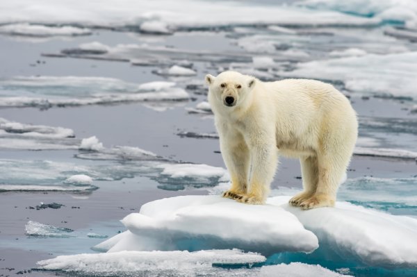 Polar bear sightings in Svalbard are not too rare, yet getting too close to one is highly inadvisable! Polar bear standing on an iceberg