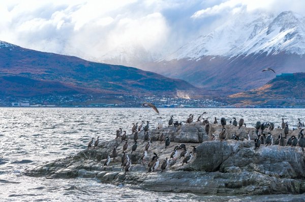 King Cormorant colony on an Island in the Beagle Channel, Tierra del Fuego King Cormorant colony on an Island in the Beagle Channel, Tierra del Fuego