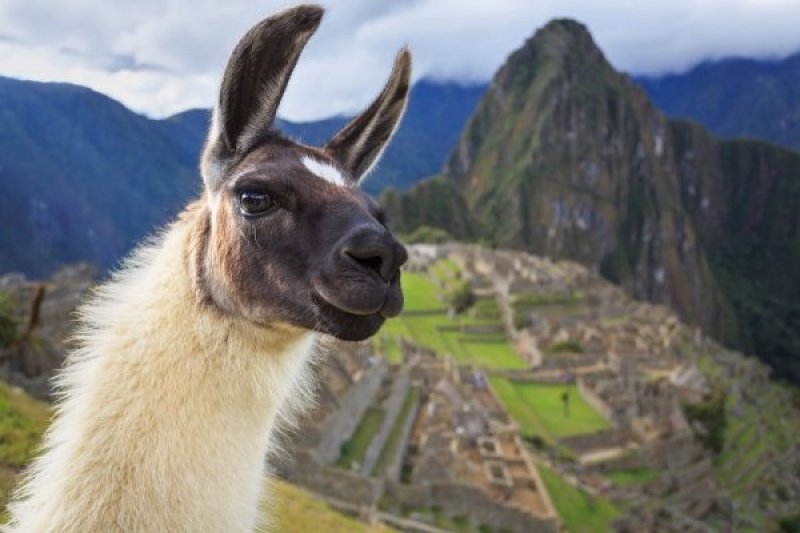 Machu Picchu with Lama Machu Picchu with Lama
