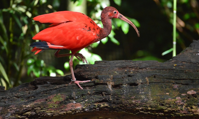 Learn more about this interestesting wildlife Learn more about this interestesting wildlife